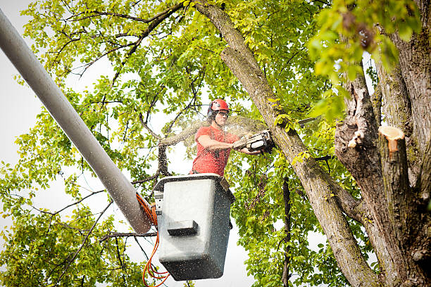 Tree Service Company in Morgantown, PA